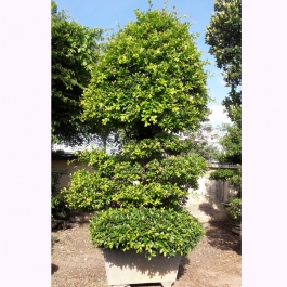Cây Sanh bonsai - Công Ty Cổ Phần Phát Triển Vườn Xanh